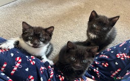 Mixed Breed cats for sale: Black and white female kitten - Image 3