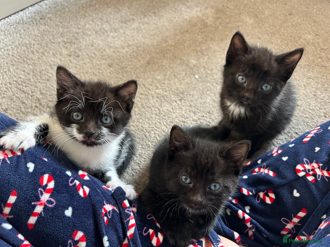 Mixed Breed cats for sale: Black and white female kitten - Image 3