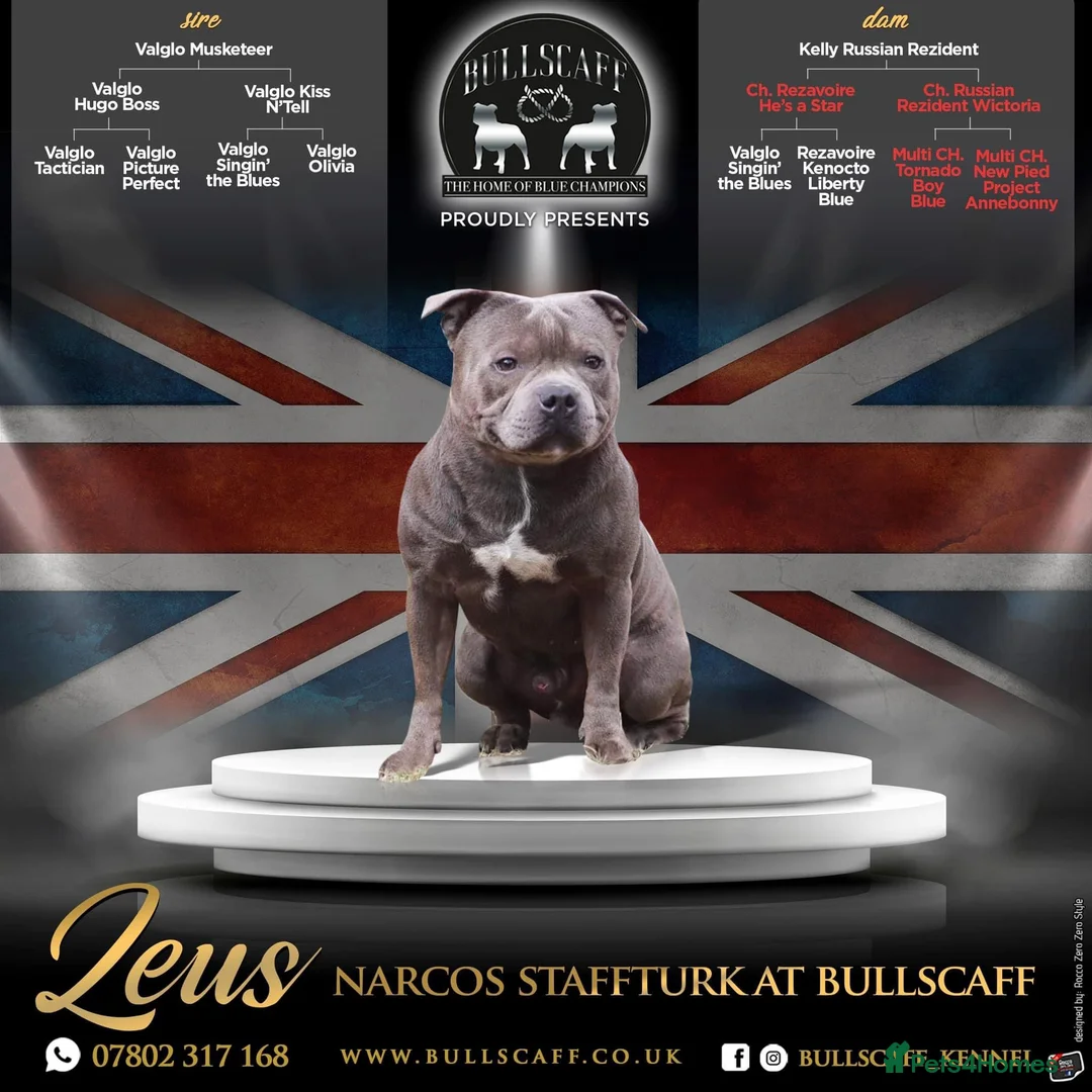 Staffordshire Bull Terrier dogs for stud: Staffordshire Bull Terrier (stud dog) - Advert 17