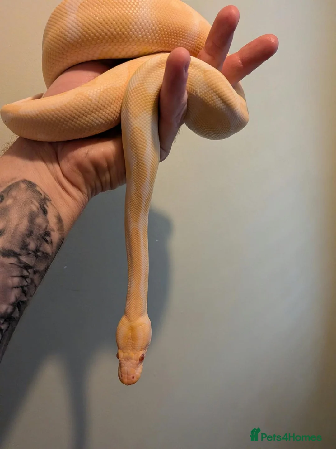 Python Snake reptiles for sale: Albino Royal Python - Advert 2