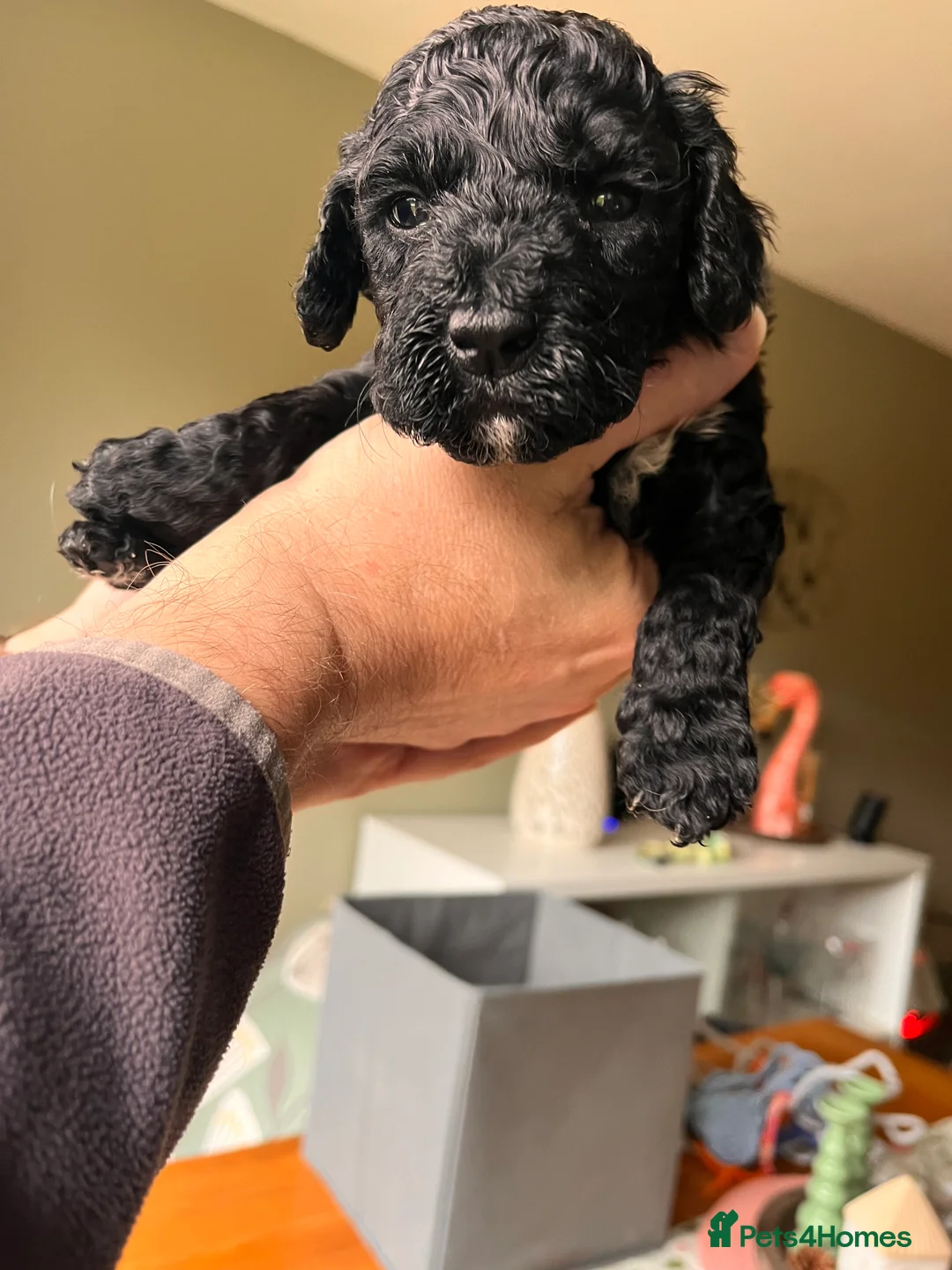 Mixed Breed dogs for sale: Stunning black Australian labradoodle pups - Advert 11