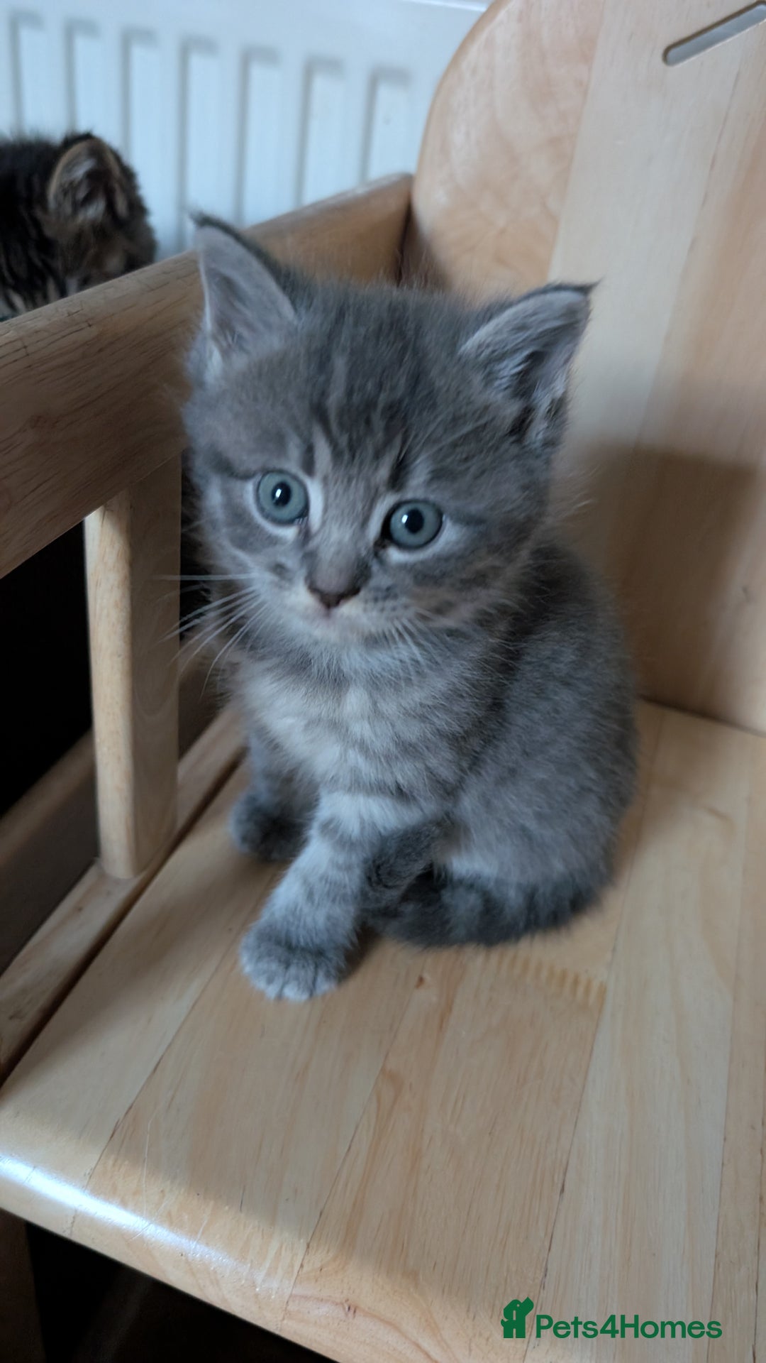 Mixed Breed cats for sale: Beautiful fluffy kittens, mum Persian X mainecoon  - Image 4