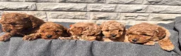 Toy Poodle dogs for sale: Beautiful red toy poodles  - Advert 13