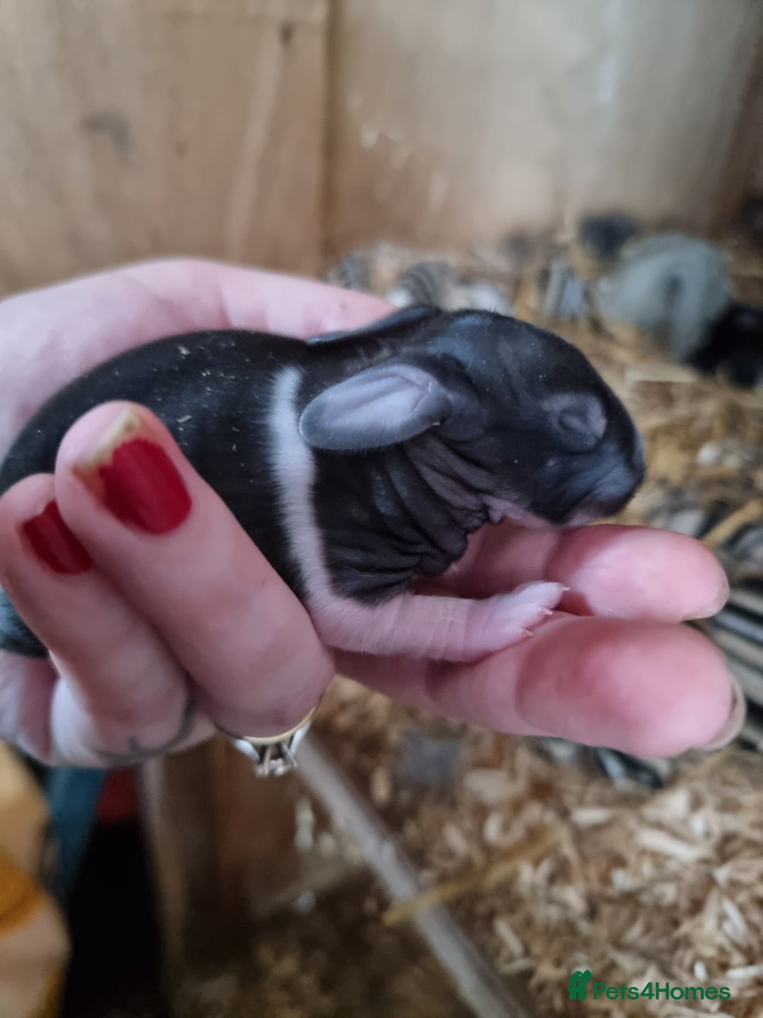 Continental Giant rabbits for sale: Black continental rabbits  - Advert 10