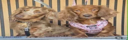 Miniature Dachshund dogs for sale: Beautiful Longhaired Miniature Dachshunds - Advert 11