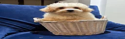 Poochon dogs for sale: READY TO NOW ♥️♥️ - Advert 2