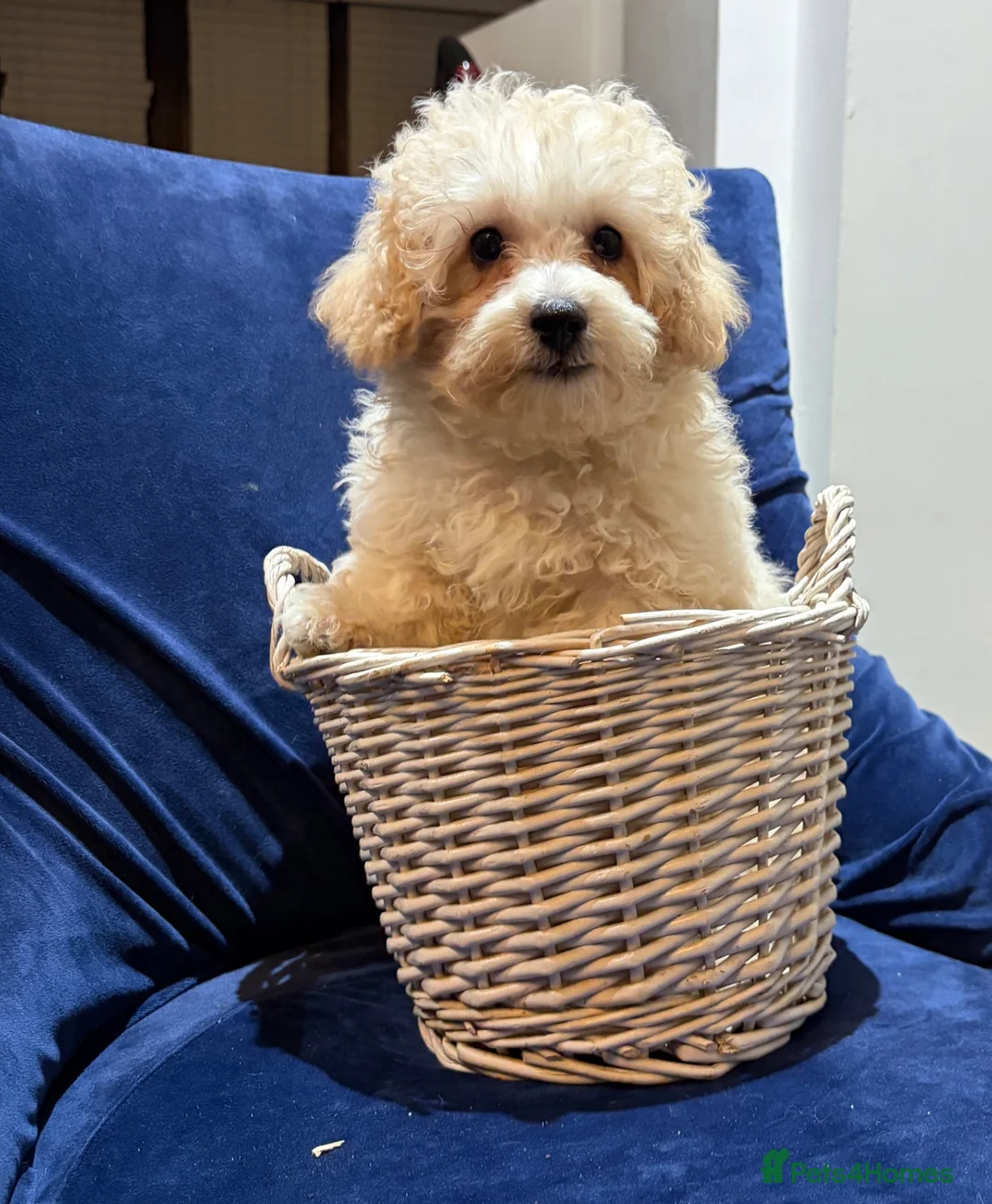 Poochon dogs for sale: READY TO NOW ♥️♥️ - Advert 2