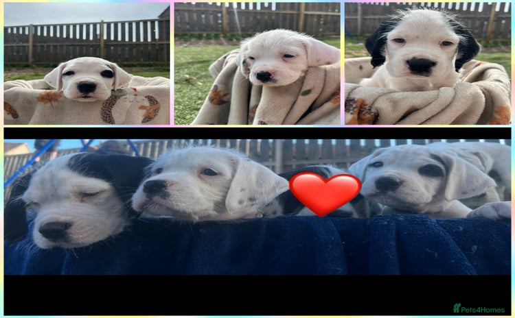 Mixed Breed dogs - Advert 1