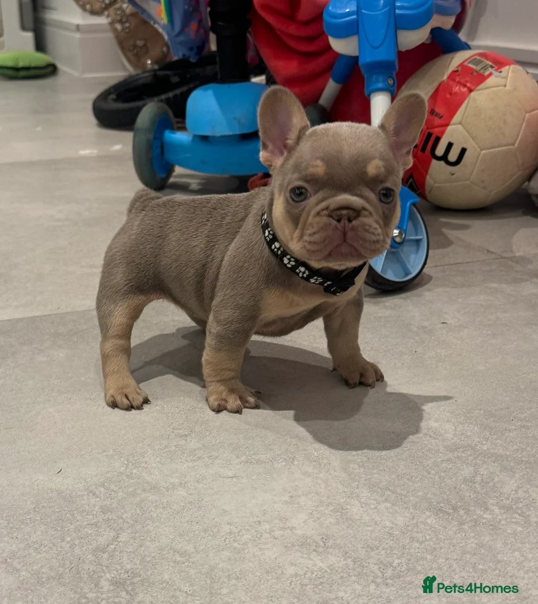 French Bulldog dogs for sale: High quality French bulldogs puppies  - Advert 22
