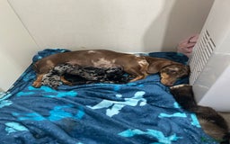 Miniature Dachshund dogs for sale: BEAUTIFUL DAPPLE MINIATURE DACHSHUND PUPPIES - Image 6