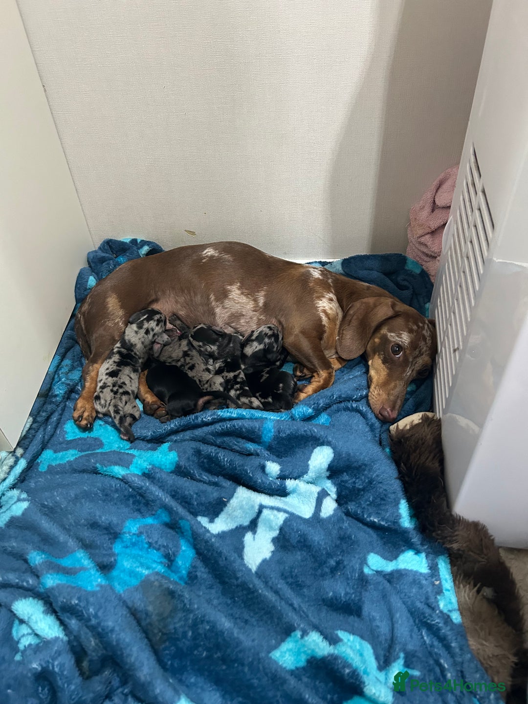 Miniature Dachshund dogs for sale: BEAUTIFUL DAPPLE MINIATURE DACHSHUND PUPPIES - Image 6