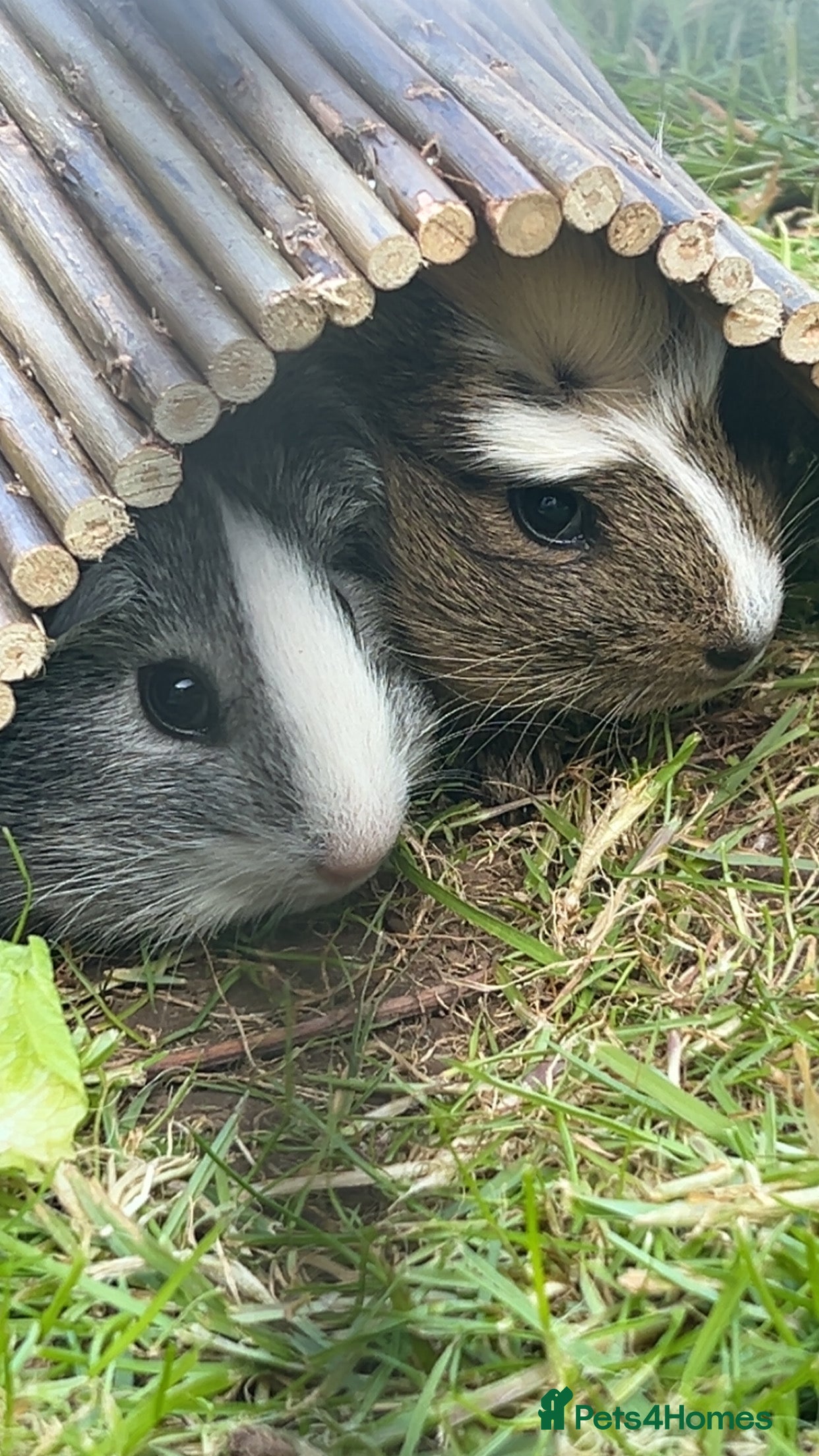 Guinea Pig rodents 2 Male bonded guinea pigs  - Advert 2