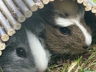 Guinea Pig rodents 2 Male bonded guinea pigs - Advert 2