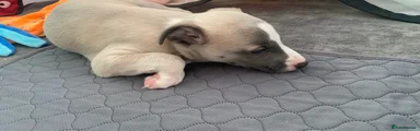 Whippet 4