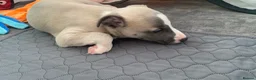 Whippet dogs for sale: NEW KIDS ON THE BLOCK /STUNNING  RKC LITTER  - Advert 14