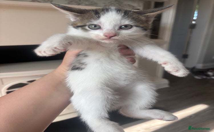 Mixed Breed cats for sale - Advert 1