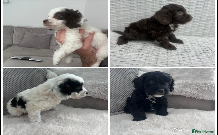Cavapoo dogs - Advert 1