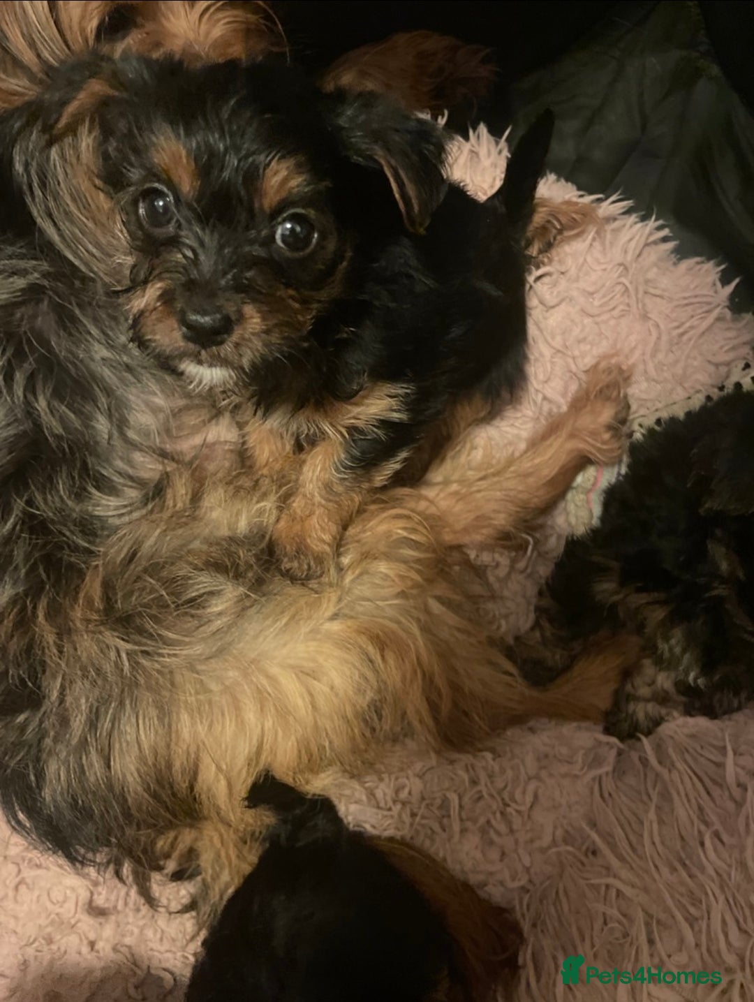 Yorkshire Terrier dogs for sale: Ready to go 2 boys snd 2 girls  - Advert 6