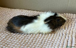 Guinea Pig rodents for sale: Young Guinea pigs  - Image 8