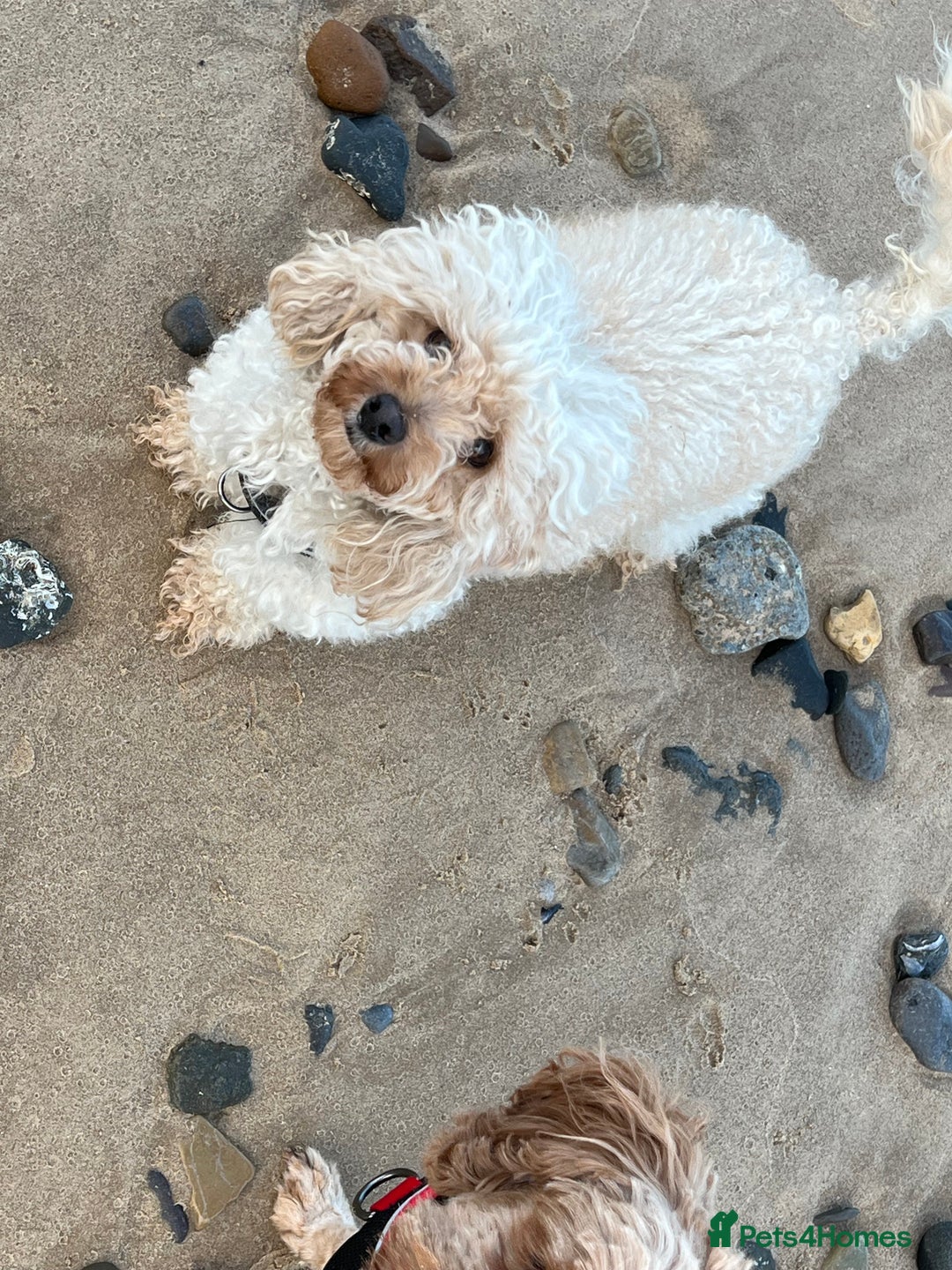 Toy Poodle dogs for sale: Beautiful 2 year old Female Toy Poodle  - Advert 5