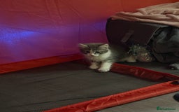 British Shorthair cats for sale: Last one left grey and white female  - Image 15