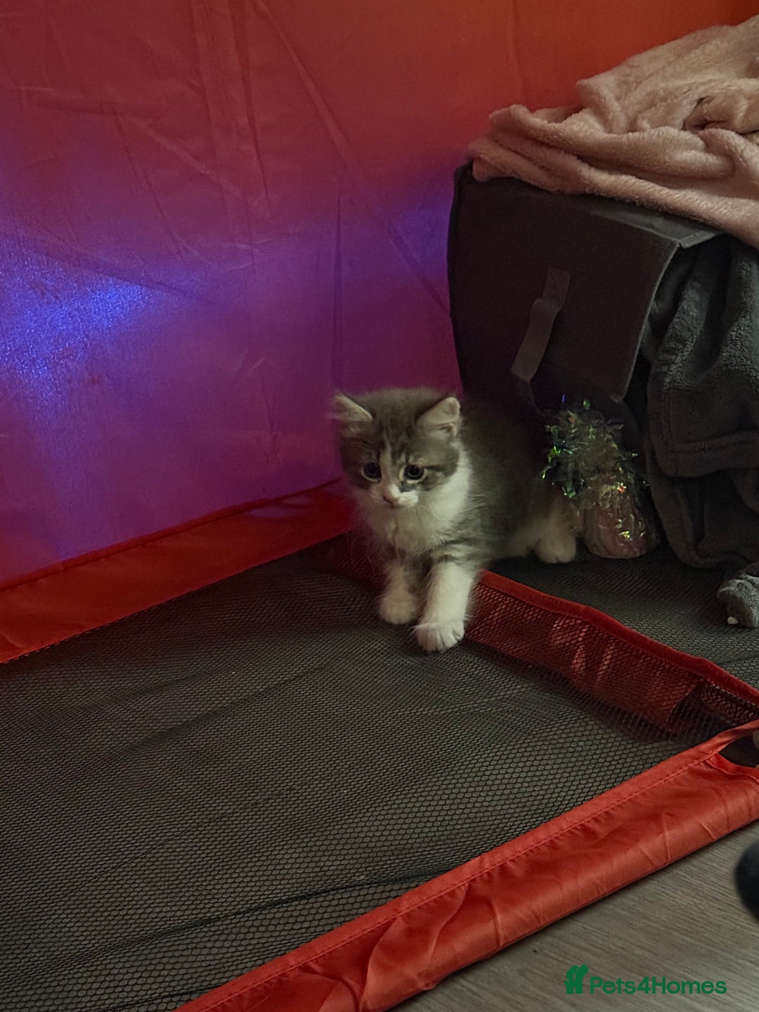 British Shorthair cats for sale: Last one left grey and white female  - Image 15