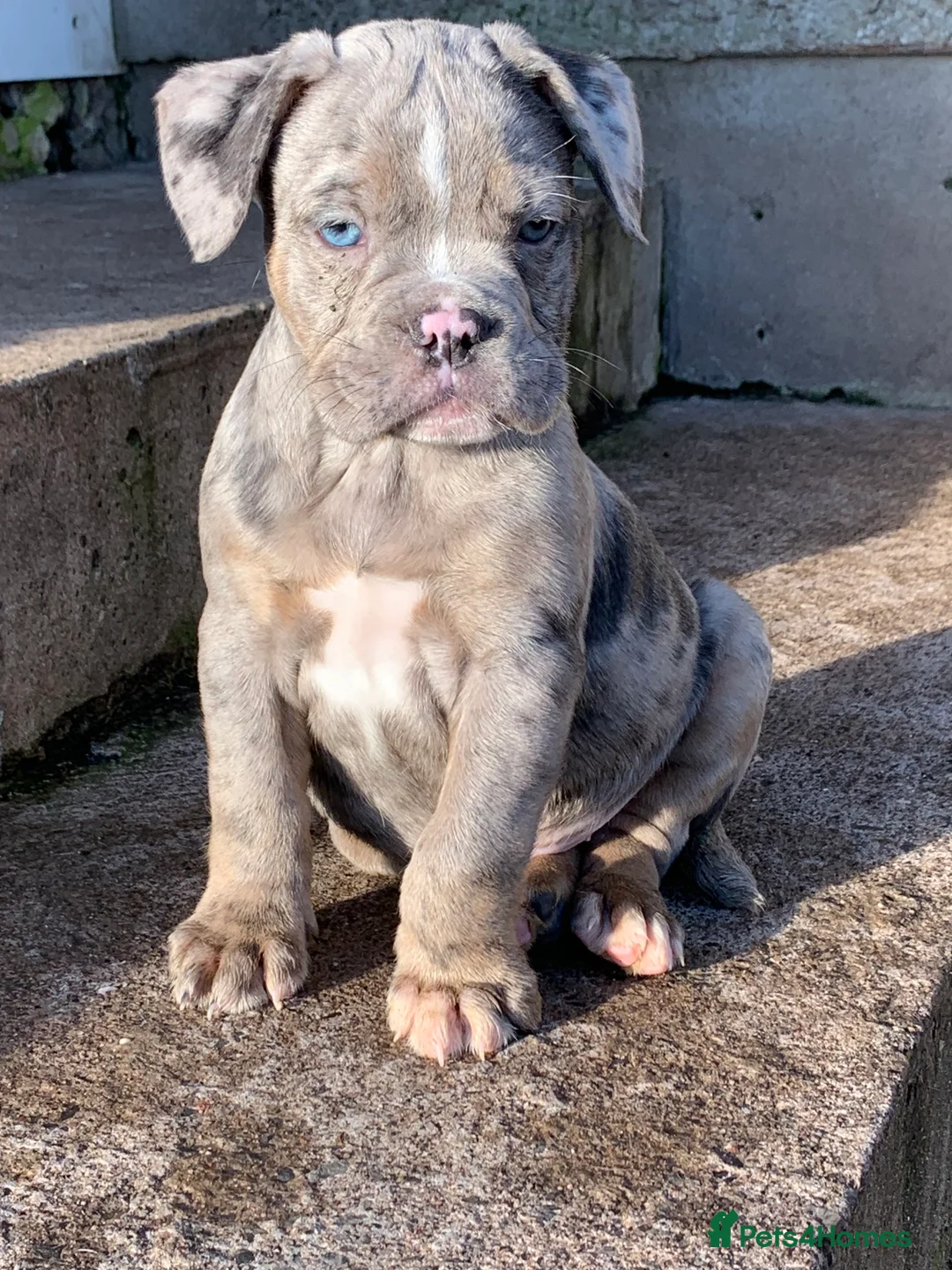 Olde English Bulldogge dogs for sale: Olde English bulldogges generational  - Advert 28