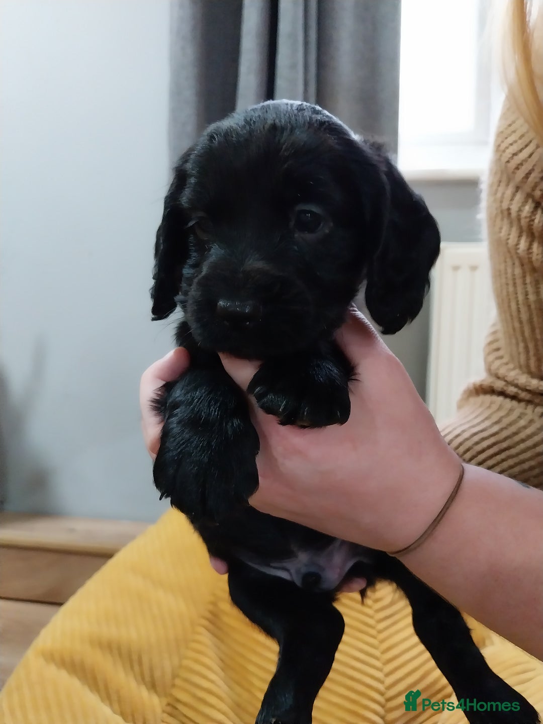 Cockapoo dogs for sale: Adorable Cockapoo puppies  - Image 30