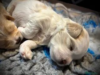 Maltipoo dogs 💙 Teddy Bear white/apricot Maltipoo 💙 - Advert 6