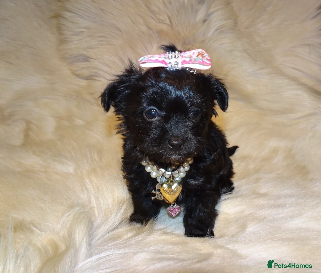 Mixed Breed dogs for sale: XXXXS Gorgeous Maltese X Chihuahua Malchi Puppies  - Advert 6