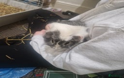 Guinea Pig rodents for sale: 3 boy guinea pigs and large cage. - Image 3
