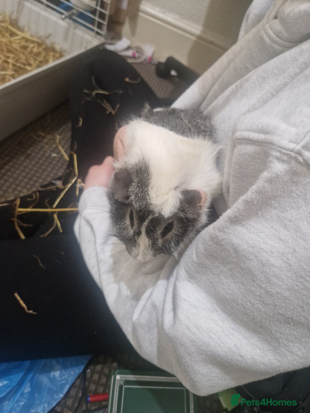 Guinea Pig rodents for sale: 3 boy guinea pigs and large cage. - Image 3