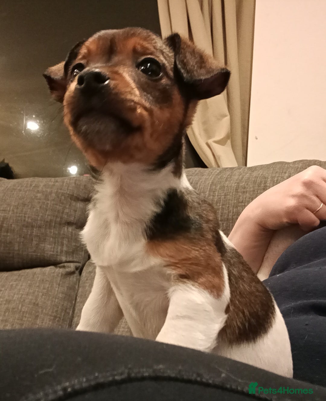 Jack Russell dogs for sale: Pick of the litter. Jack Russell girl - Advert 5