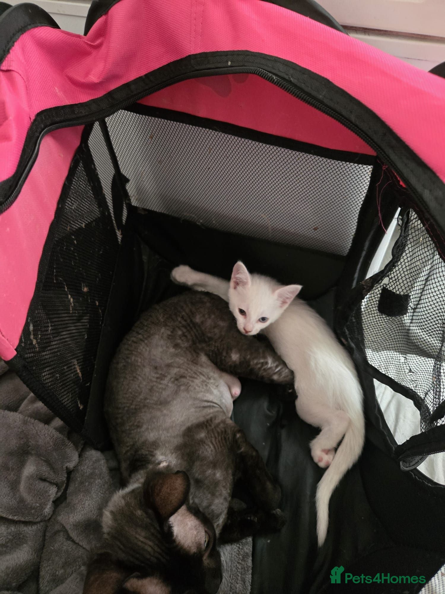 Mixed Breed cats Maine coon x sphynx  - Advert 1