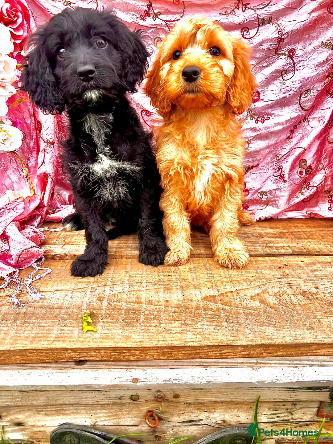 Cockapoo dogs for sale: Quality F1 Cockapoo Puppies GIRLS Various pricing  - Image 30