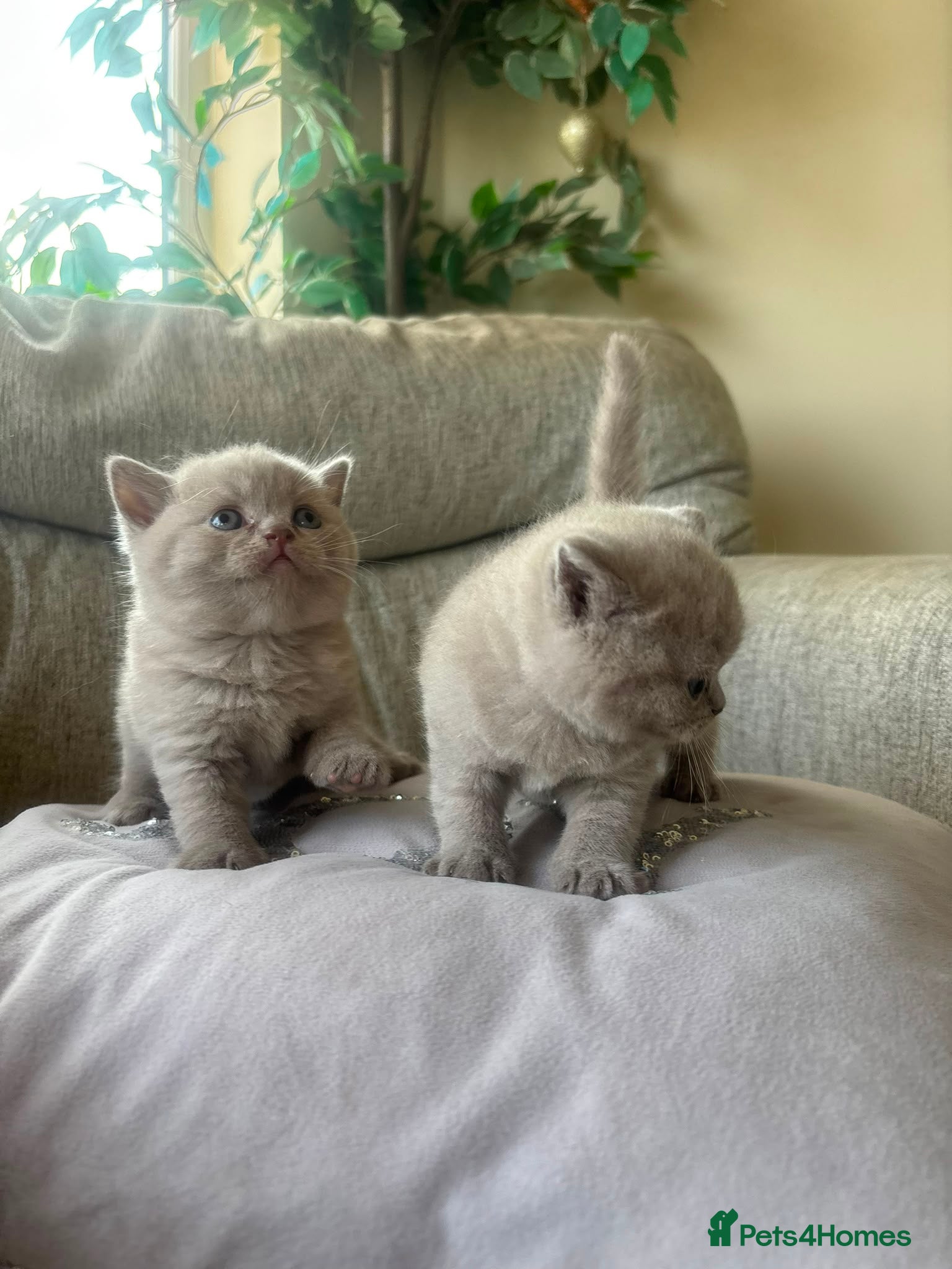 British Shorthair cats for sale: lilac british shorthair kittens - Advert 1