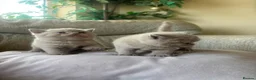 British Shorthair cats for sale: lilac british shorthair kittens - Advert 5