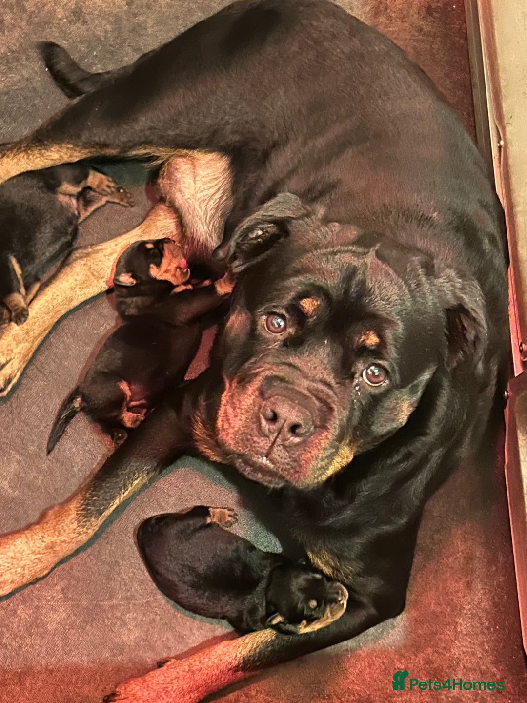 Rottweiler dogs for sale: Big and chunky kc Rottweiler puppy’s for sale  - Advert 4