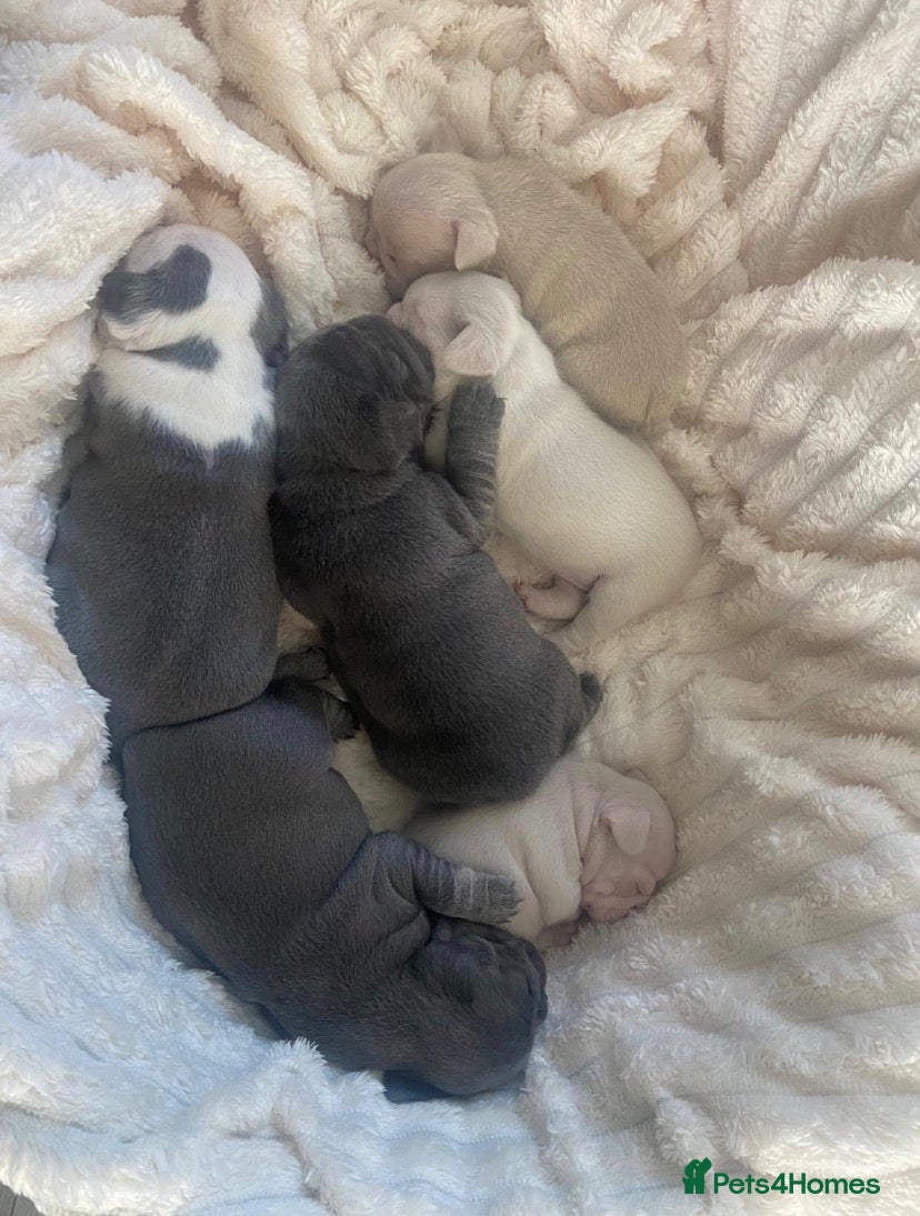 French Bulldog dogs Beautiful French Bulldog Puppies  - Advert 8
