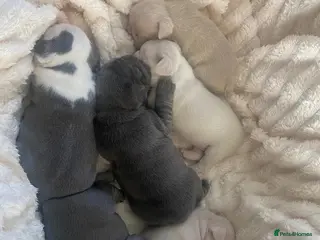 French Bulldog dogs Beautiful French Bulldog Puppies - Advert 1