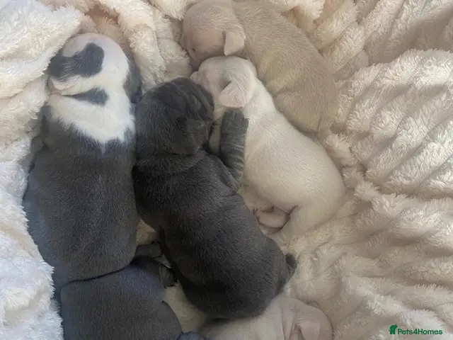 French Bulldog dogs Beautiful French Bulldog Puppies - Advert 13
