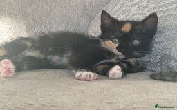 Mixed Breed cats for sale: 6 beautiful kittens ready now (4 left) - Image 12