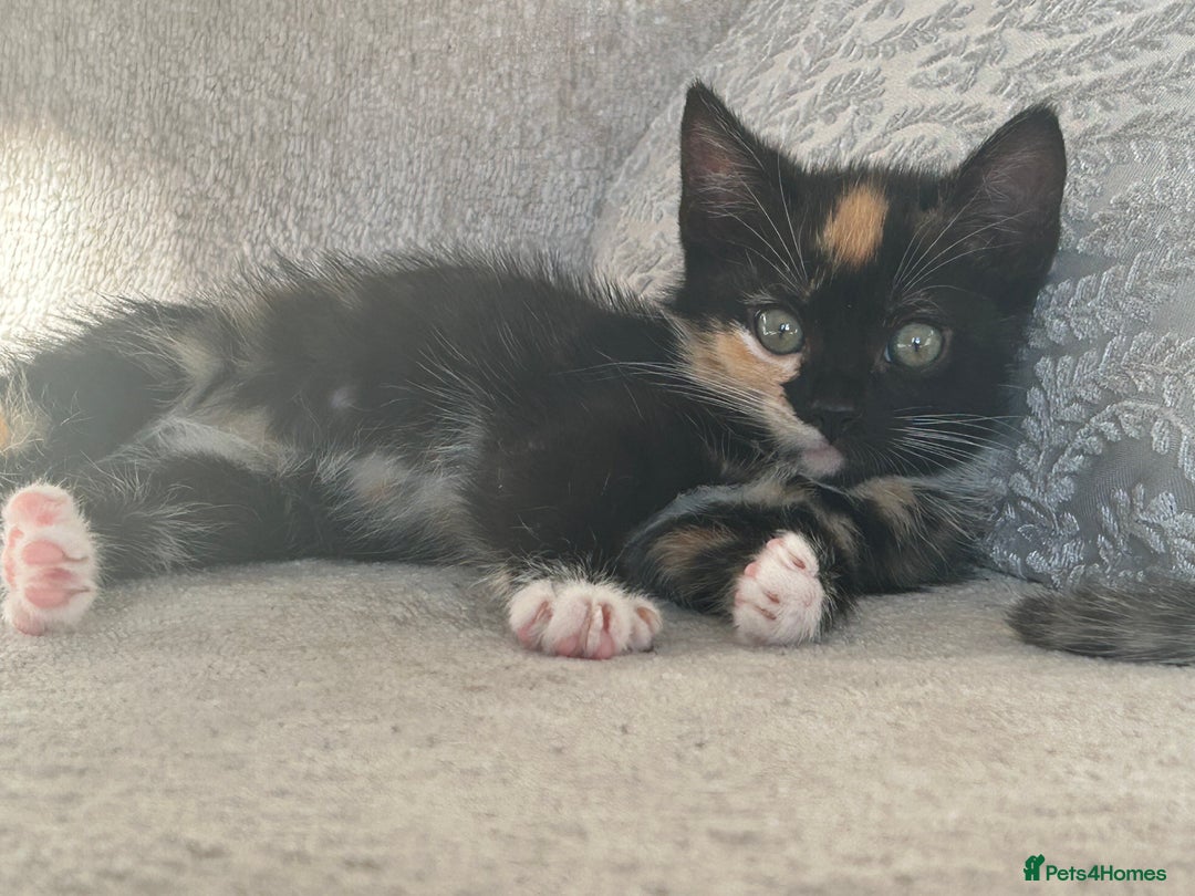 Mixed Breed cats for sale: 6 beautiful kittens ready now (4 left) - Image 12