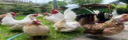 Mixed Breed birds for sale: Serama chicks for sale - Advert 3