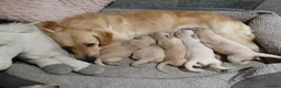 Golden Retriever dogs for sale: PEDIGREE GOLDEN RETRIEVERS  - Advert 7