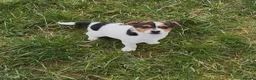 Jack Russell dogs for sale: Jack Russell pup - Advert 3