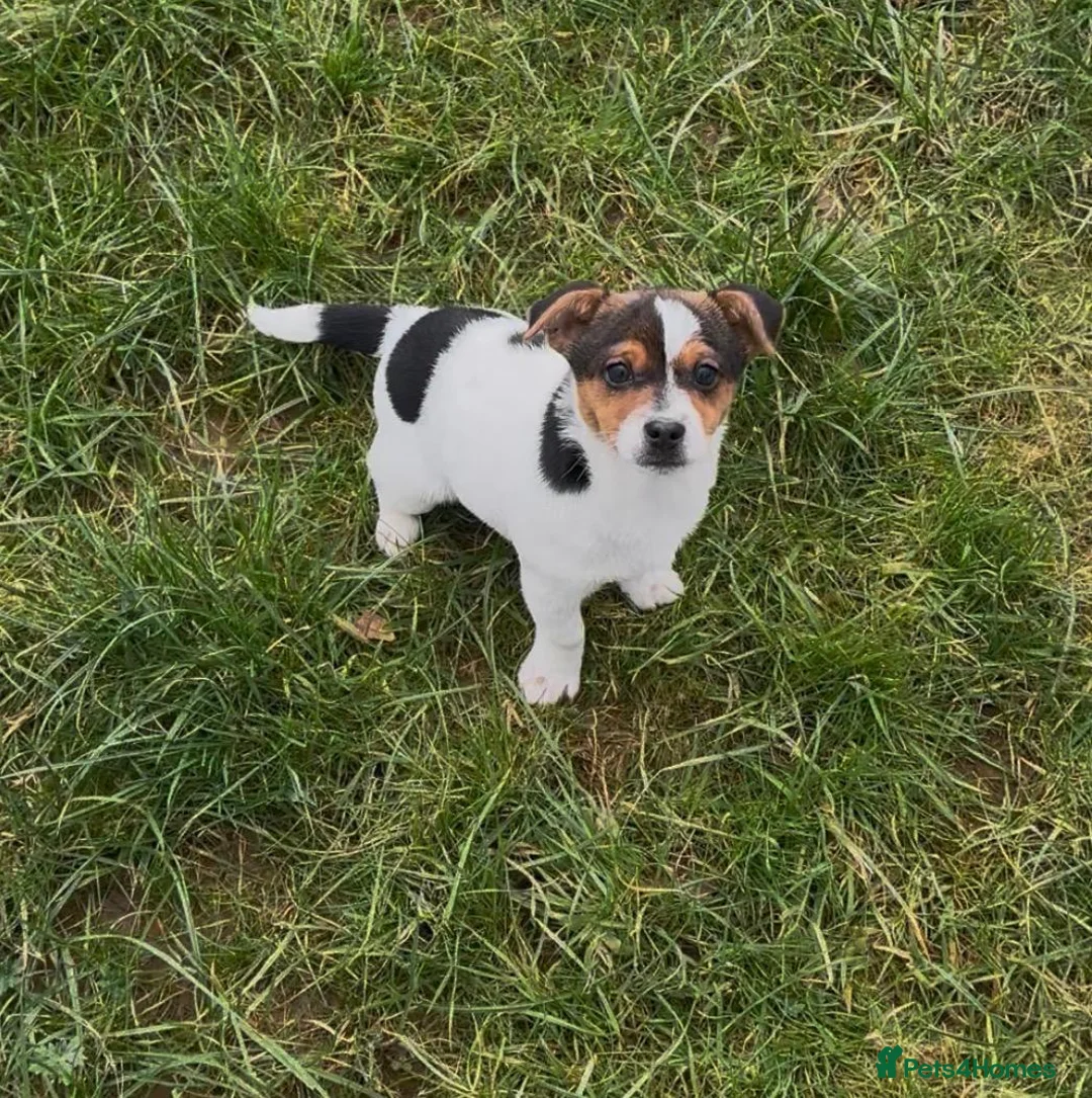 Jack Russell dogs for sale: Jack Russell pup - Advert 3