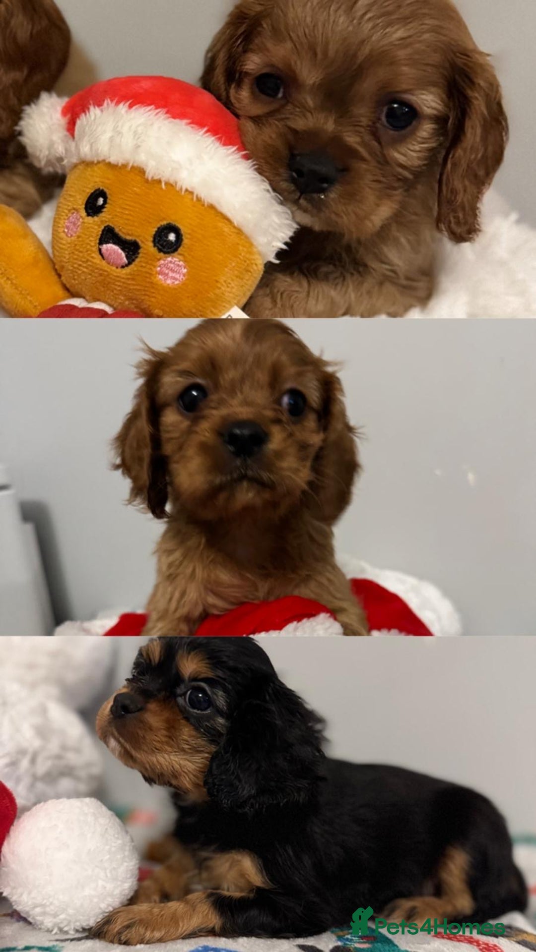 Cavalier King Charles Spaniel dogs for sale: Cavalier King Charles Spaniel Pups KC Reg - Advert 26