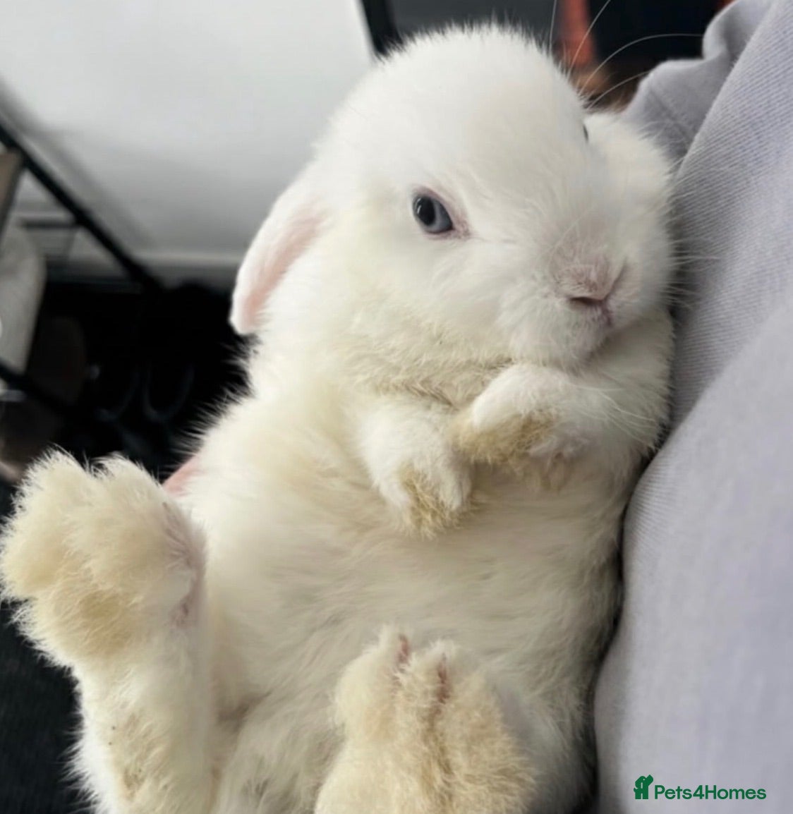 Mini Lop rabbits Sweet 8 month old Spayed Female Mini Lop - Advert 1