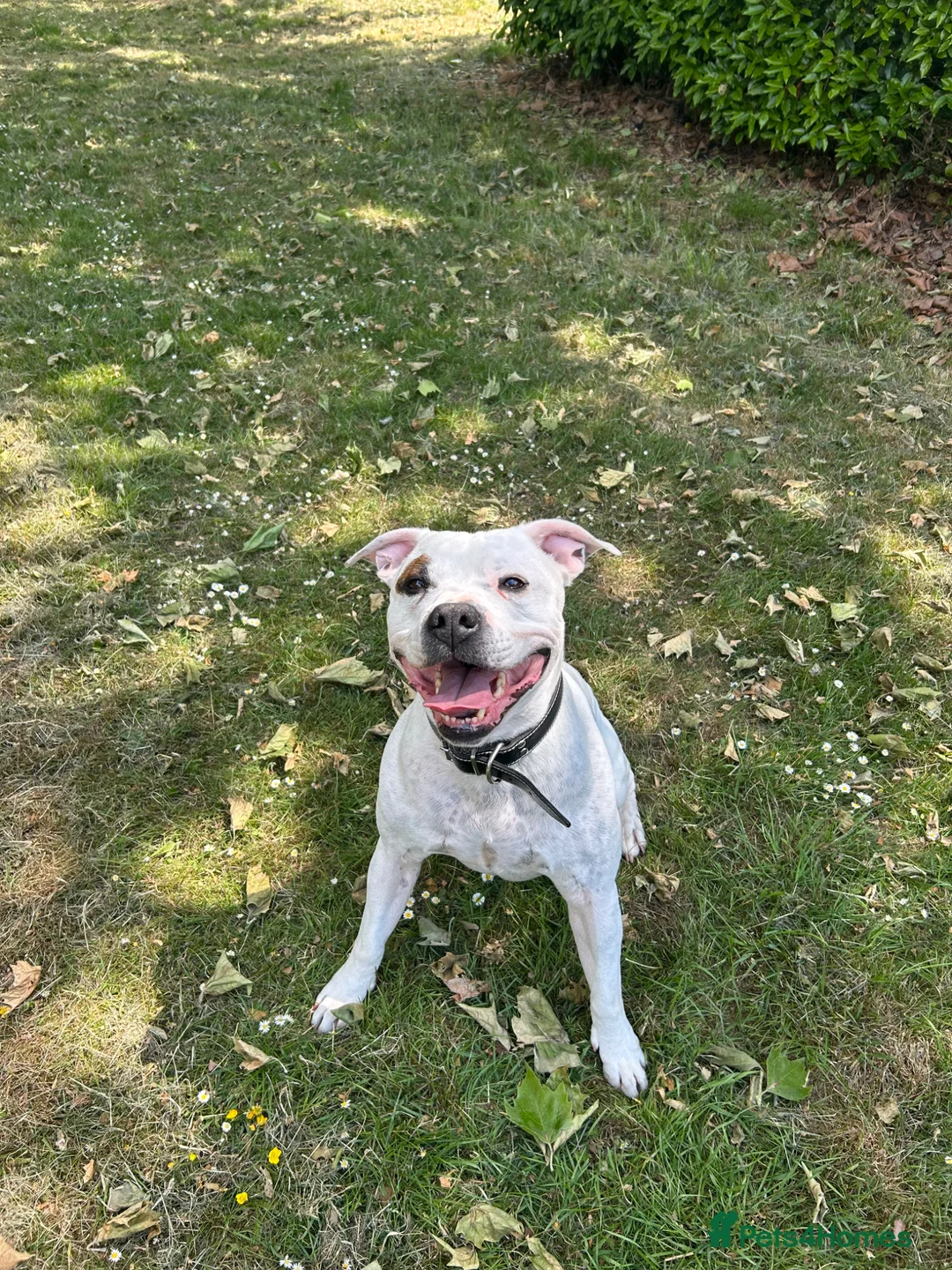 Staffordshire Bull Terrier dogs for stud: Staffordshire Bull Terrier Male For Stud in Milton Keynes - Advert 3